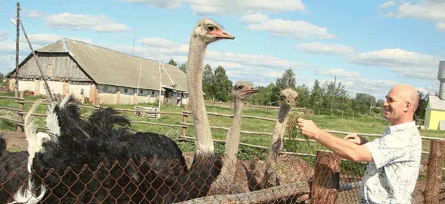 Экзотическая, но доходная бизнес идея - разведение страусов